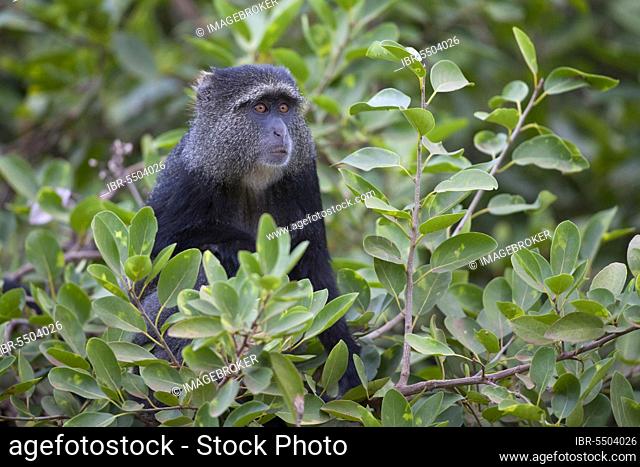 Sykes' monkey (Cercopithecus mitis), guenon, guenons, monkeys, mammals, animals, Blue monkey adult, sitting amongst leaves in tree, Lake Manyara N. P
