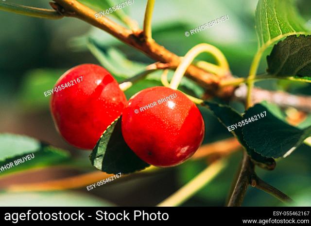 Red Ripe Berries Prunus subg. Cerasus on tree In Summer Vegetable Garden