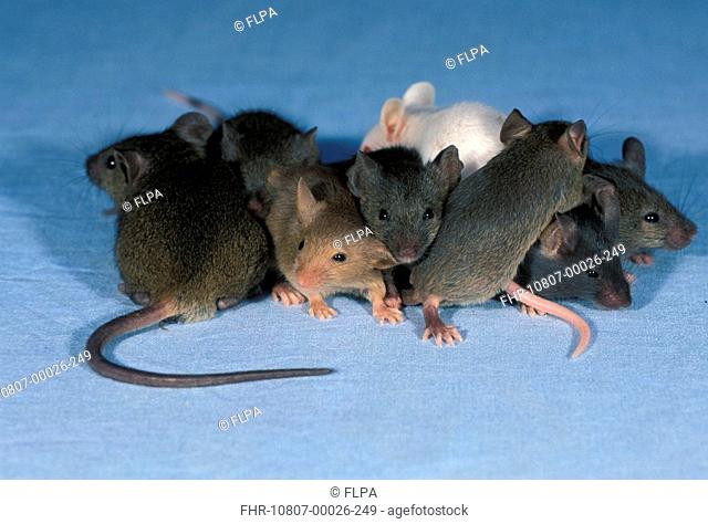Domestic Mouse Mus musculus Group with one white mouse S