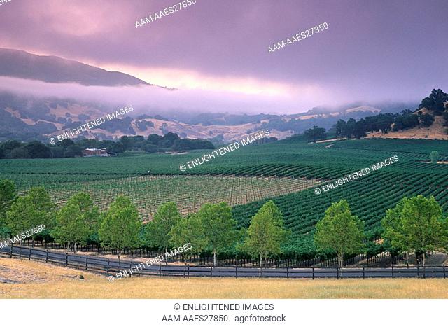 Morning fog over vineyards near Hopland, Mendocino County, California