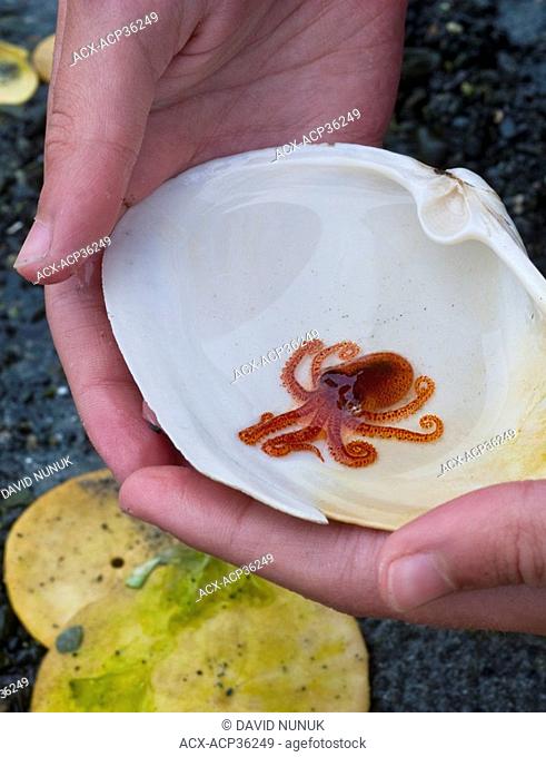 Baby Giant Pacific Octopus, Enteroctopus dofleini Denman Island, British Columbia, Canada