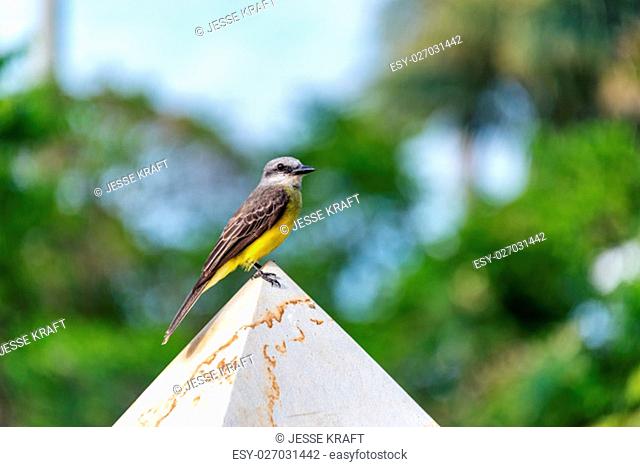 Tropical Kingbird on a post in the town of Barichara, Colombia