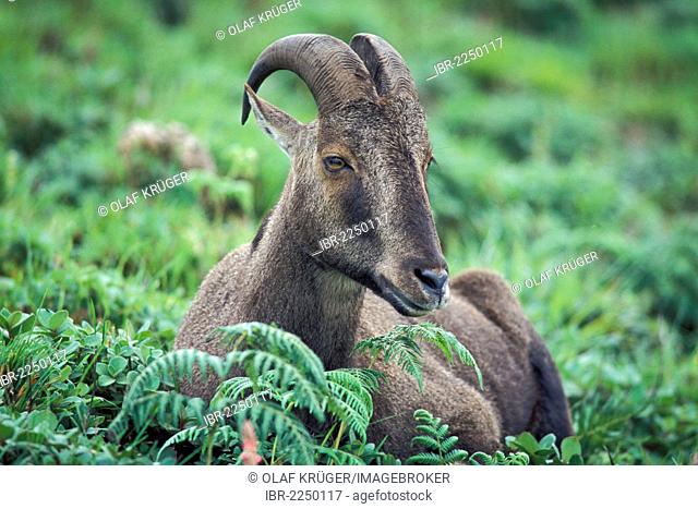 Nilgiri Tahr (Hemitragus hylocrius or Nilgiritragus hylocrius), a rare mountain goat, Eravikulam National Park near Munnar, Western Ghats mountains, Kerala