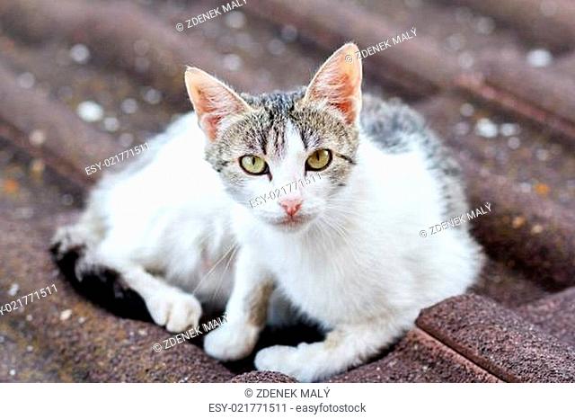 close up front view of cat on tile roof