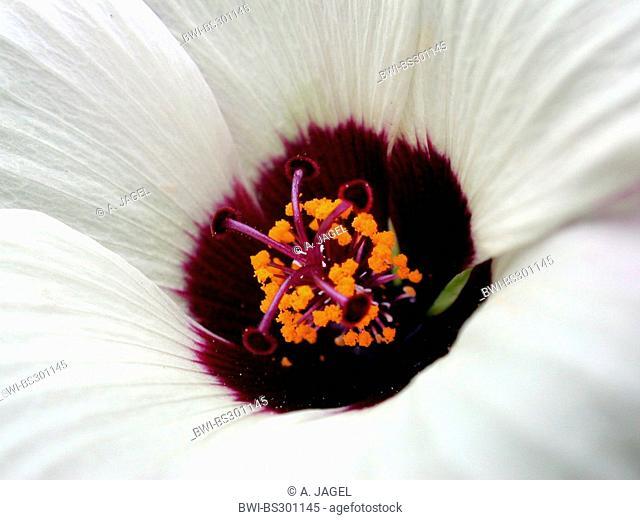 bladder ketmia, flower-of-an-hour, venice mallow (Hibiscus trionum), flower detail