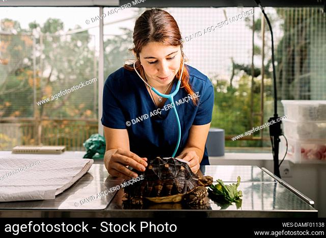 Smiling young veterinarian examining turtle in clinic