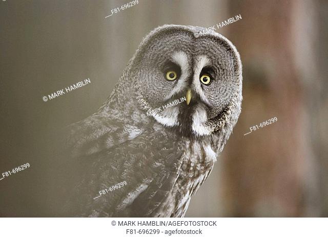 Great Grey Owl Strix uralensis close-up of adult in pine forest  captive-bred bird