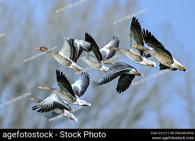 11 December 2023, Brandenburg, Sachsendorf: Wild geese fly over the landscape in the Oderbruch in East Brandenburg. The Oderbruch was created after draining...