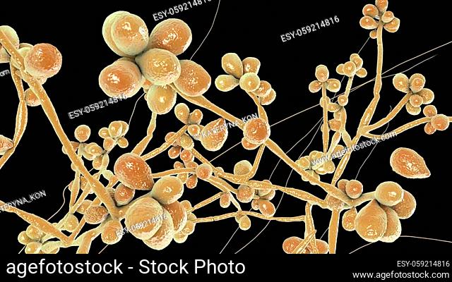 Fungus Sporothrix schenckii, the causative agent of sporotrichosis, especially common in florists and gardeners. 3D illustration showing fungal hyphae and...