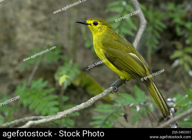 Yellow Browed Bulbul, Acritillas indica, Salim Ali Bird Sanctuary, Kerala, India