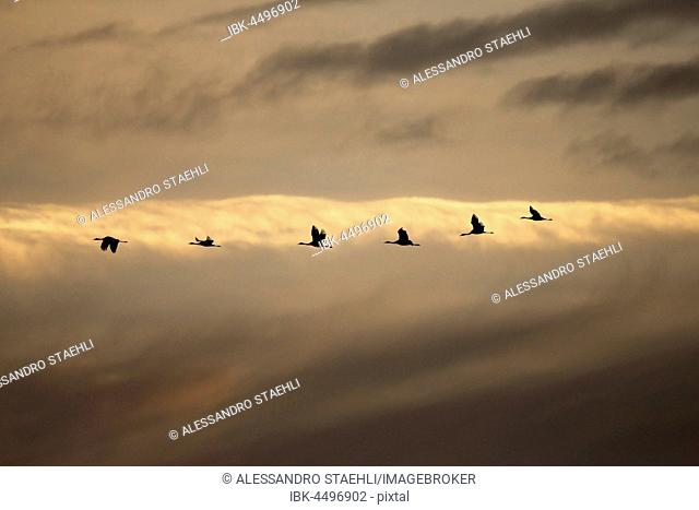 Common Cranes (Grus grus) flying at sunrise, Camargue, France