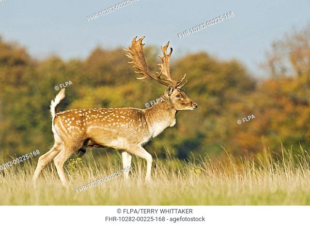 Fallow Deer Dama dama buck, walking on grass, during rutting season, Knole Park, Kent, England, autumn