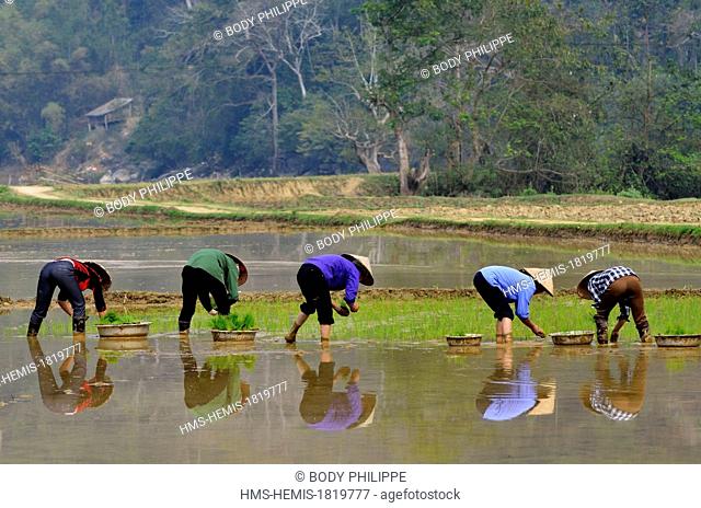 Vietnam, Bac Kan Province, Ba Be National Park, Ba Be Lake, planting paddy rice, spring season