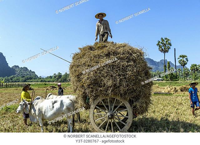 Myanmar (formerly Burma). Kayin State (Karen State). Hpa An. Workfields