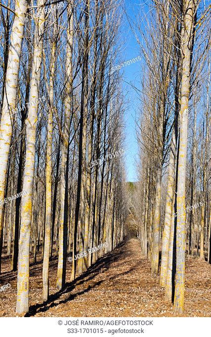 Poplar grove in Sacedón  Guadalajara  Castilla la Mancha  Spain