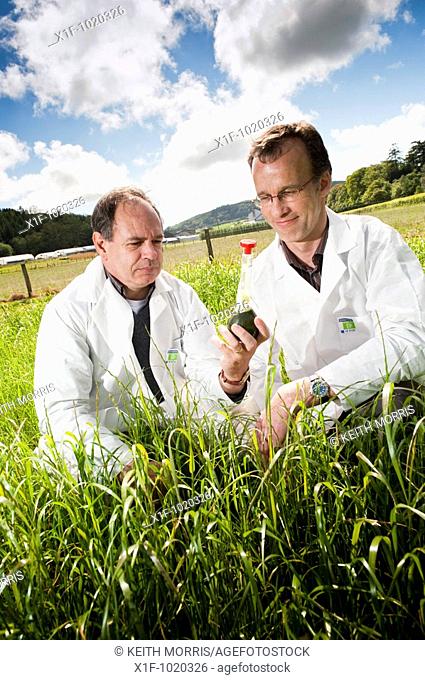 Mike Morris and Joe Gallagher of IBERS Aberystwyth University with their research project to extract bio-ethanol from grass  Wales UK