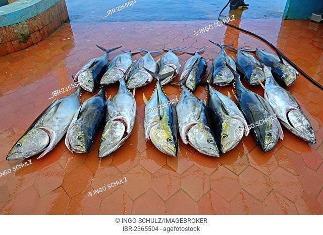 Freshly caught Yellowfin Tuna (Thunnus albacares) in the fishing port of Puerto Ayora, Santa Cruz Island, Indefatigable Island, Galapagos Islands, Ecuador