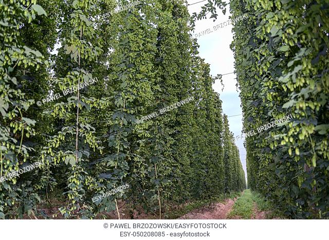 Row of green hops, grown for brewing beer, near harvest time in a hop yard