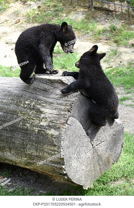 Two cubs of American black bear (Ursus americanus) enjoy fresh air in their enclosure in zoo Olomouc, Czech Republic, may 22, 2017