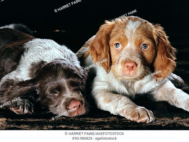 Two Brittany Spaniel puppies
