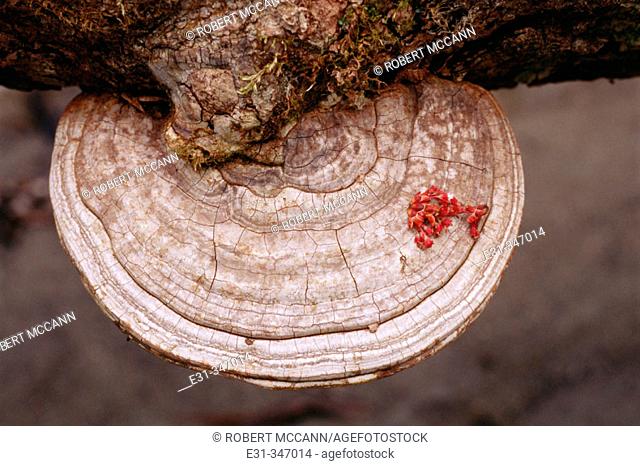 Shelf mushroom (Ganoderma tsugae) and Maple flower