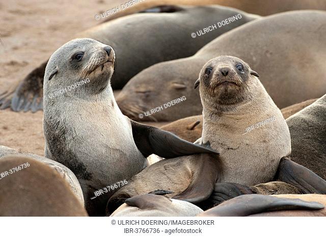 Cape Seals (Arctocephalus pusillus) at Cape Cross, Erongo Region, Namibia