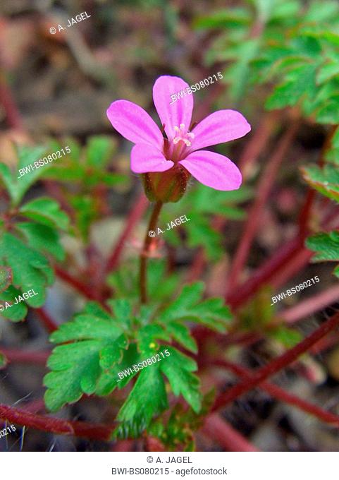 Herb Robert, Red Robin, Death come quickly, Robert Geranium (Geranium robertianum, Robertiella robertiana), single blossom, Spain, Balearen, Majorca
