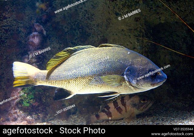 Corb or brown meagre (Sciaena umbra) is a marine fish native to Mediterranean Sea and eastern Atlantic Ocean