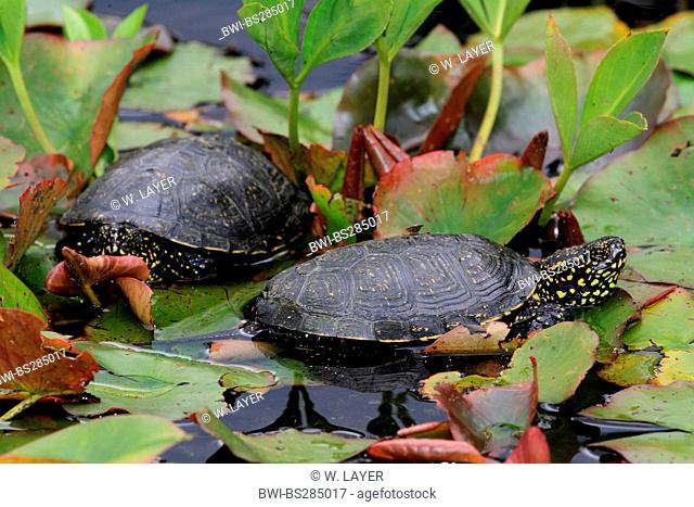European pond terrapin, European pond turtle, European pond tortoise (Emys orbicularis), pond terrapins on swimming leaves, Germany