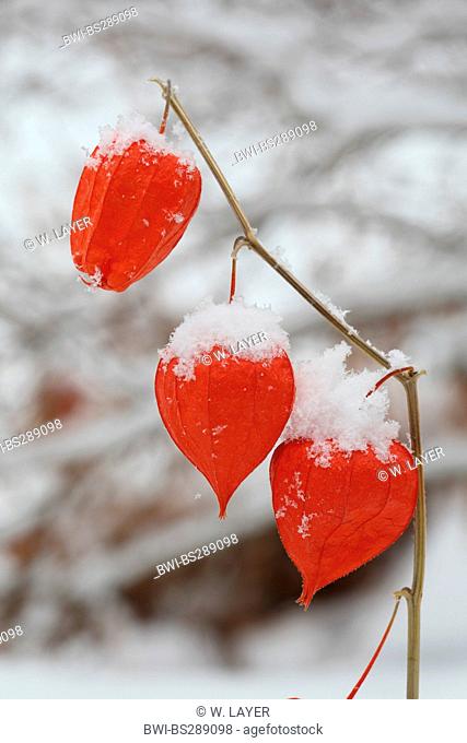 Chinese lantern, Japanese lantern, winter cherry, strawberry tomato (Physalis alkekengi var. franchetii, Physalis franchetii), fruits in winter