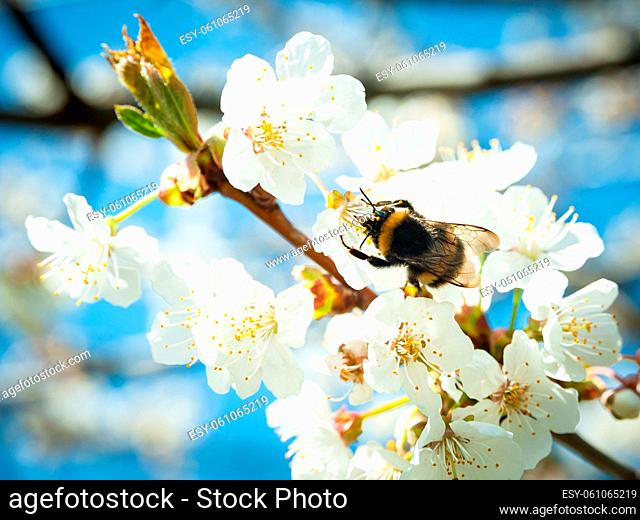 Bumble bee on a cherry blossom in spring