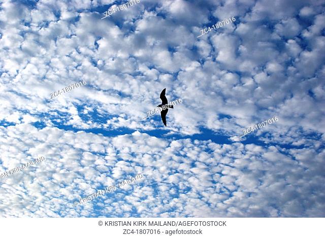 Gull alone against cloudy sky