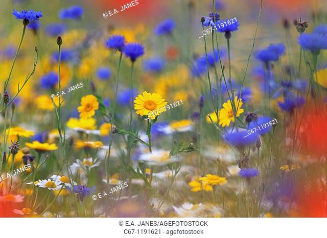 Corn Marigold, Corn flower, Corn Chamomile, and Poppies in Meadow