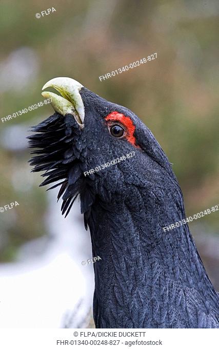 Western Capercaillie Tetrao urogallus adult male, close-up of head, displaying in snow, Cairngorms, Highlands, Scotland, winter