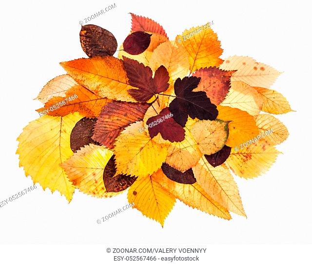 heap of various autumn fallen leaves of viburnum, linden, elm, ash, malus trees isolated on white background