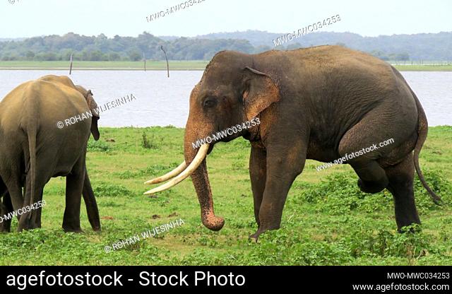 Tusker in musth, scratching its leg. The Sri Lankan elephant is one of three recognized subspecies of the Asian elephant, and native to Sri Lanka
