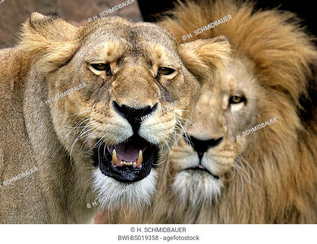 Barbary lion (Panthera leo leo), snarling lioness with male behind