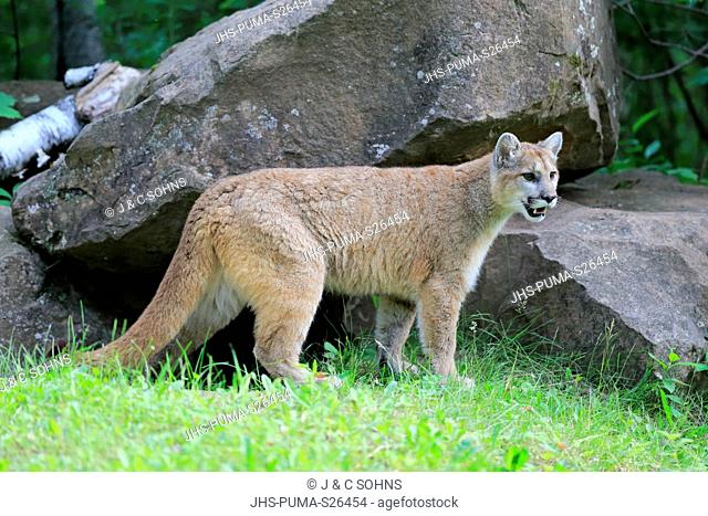 Mountain Lion, cougar, puma, (Felis concolor), young adult alert, Pine County, Minnesota, USA, North America