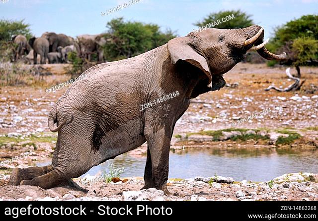 Elefant streckt sich, Etosha-Nationalpark, Namibia, (Loxodonta africana) | elephant, Etosha National Park, Namibia, (Loxodonta africana)