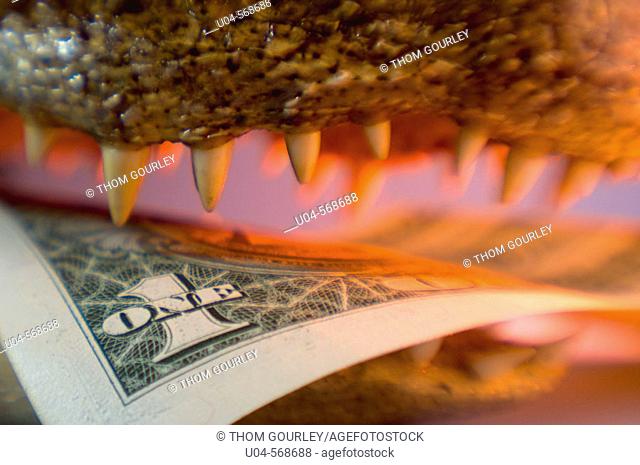 Preserved alligator head [legally harvested] holding US dollar bill