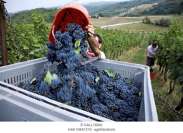 Italy, Europe, Tuscany, Toscana, Radda in Chianti, Terrabianca winery, agriculture, vintage, grape gathering, work, wo