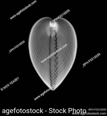 Cockle seashell, X-ray