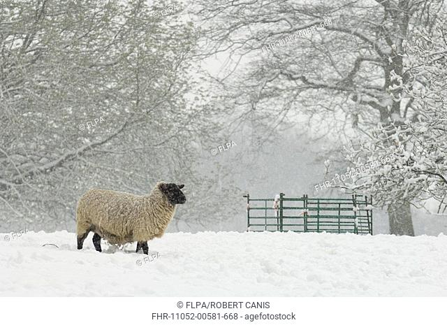 Domestic Sheep, Suffolk x North Country Mule, ewe, standing in snow, North Downs, Kent, England, winter
