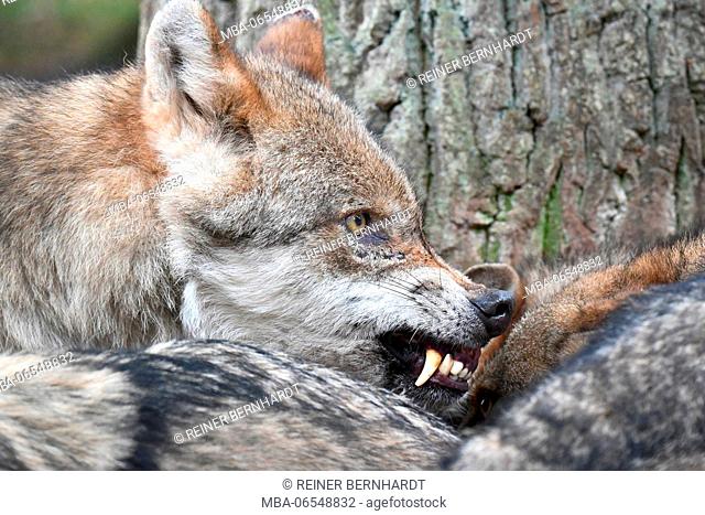 European wolf, Canis lupus, clenching teeth, close-up