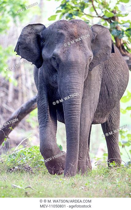 Asian Elephant / Asiatic Elephant Nagarhole National Park, Kabini Tiger reserve, Karnataka, India, Asia