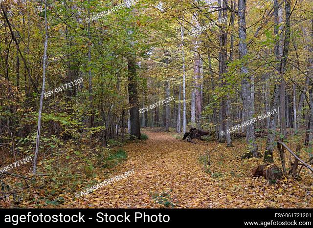 Autumnal midday in deciduous forest stand with old oak trees and narrow dirt road crossing stand, Bialowieza Forest, Poland, Europe
