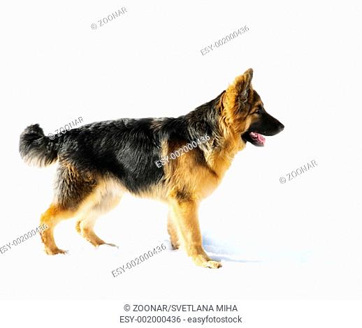Pappy of german shepherd dog