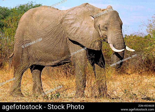 Elefant im South Luangwa Nationalpark, Sambia; Loxodonta africana; Elephant at South Luangwa National Park, Zambia