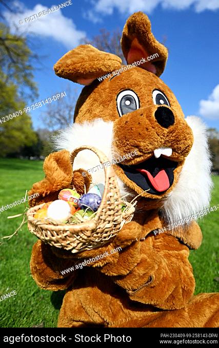 09 April 2023, Baden-Württemberg, Karlsruhe: An Easter bunny in a plush costume holds a basket with colorful Easter eggs in his hands at the Zoological City...