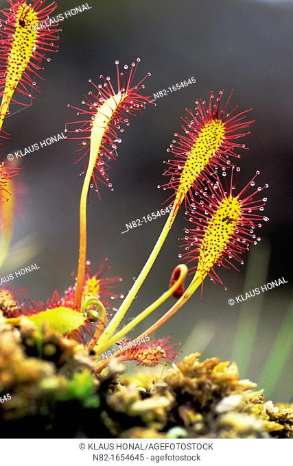 Great sundew or English sundew Drosera anglica leaf with sticky tentacles - Western Highlands/Scotland
